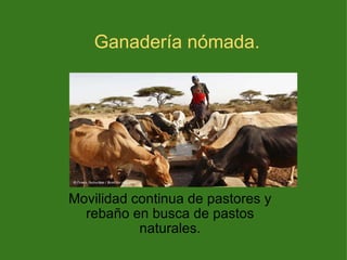 Ganadería nómada. Movilidad continua de pastores y rebaño en busca de pastos naturales. 