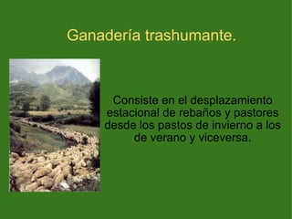 Ganadería trashumante. Consiste en el desplazamiento estacional de rebaños y pastores desde los pastos de invierno a los de verano y viceversa. 