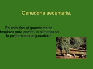 Ganadería sedentaria. En este tipo el ganado no se desplaza para comer, el alimento se lo proporciona el ganadero. 