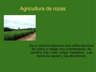 Agricultura de rozas Es un sistema extensivo que ultiliza tecnicas de cultivo y utillaje muy rudimentarios. Se siembra mijo, maíz, sorgo, mandioca... Las tierras se agotan y las abandonan. 