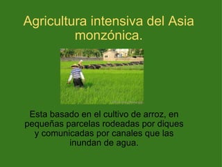 Agricultura intensiva del Asia monzónica. Esta basado en el cultivo de arroz, en pequeñas parcelas rodeadas por diques y comunicadas por canales que las inundan de agua. 