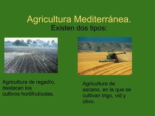 Agricultura Mediterránea. Existen dos tipos: Agricultura de regadío, destacan los cultivos hortifrutícolas. Agricultura de secano, en la que se cultivan trigo, vid y olivo. 
