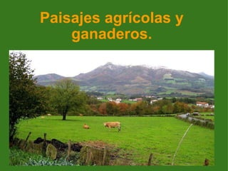 Paisajes agrícolas y ganaderos. 