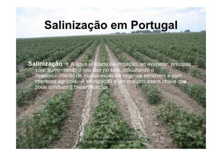 Salinização em Portugal


Salinização      A água utilizada na irrigação, ao evaporar, precipita
  sais, aumentando o seu teor no solo, dificultando o
  desenvolvimento de muitas espécies vegetais sensíveis e com
  interesse agrícola. A salinização é um dos processos chave que
  pode conduzir à desertificação.




                       Escola Secundária de D. Duarte -              11
                                  Coimbra
 