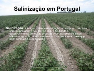 Salinização em Portugal Salinização     A água utilizada na irrigação, ao evaporar, precipita sais, aumentando o seu teor no solo, dificultando o desenvolvimento de muitas espécies vegetais sensíveis e com interesse agrícola.  A salinização é um dos processos chave que pode conduzir à desertificação. 