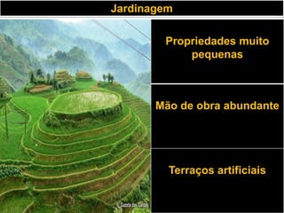 Jardinagem

        Propriedades muito
            pequenas



       Mão de obra abundante




         Terraços artificiais
 
