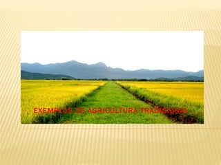 EXEMPLOS DE AGRICULTURA TRADICIONAL
 