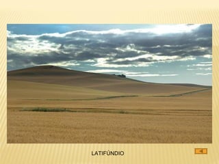 LATIFÚNDIO
 