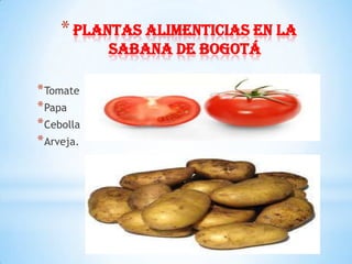 * Plantas alimenticias en la
            sabana de Bogotá

* Tomate
* Papa
* Cebolla
* Arveja.
 