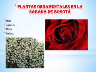 * Plantas ornamentales en la
             sabana de Bogotá
* rosa
* Jazmín
* Dalia
* hiedra
 