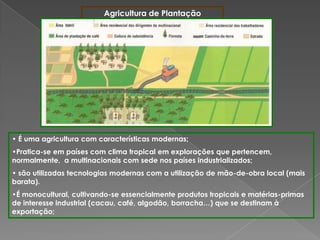Agricultura de Plantação
• É uma agricultura com características modernas;
•Pratica-se em países com clima tropical em explorações que pertencem,
normalmente, a multinacionais com sede nos países industrializados;
• são utilizadas tecnologias modernas com a utilização de mão-de-obra local (mais
barata).
•É monocultural, cultivando-se essencialmente produtos tropicais e matérias-primas
de interesse industrial (cacau, café, algodão, borracha…) que se destinam à
exportação;
 