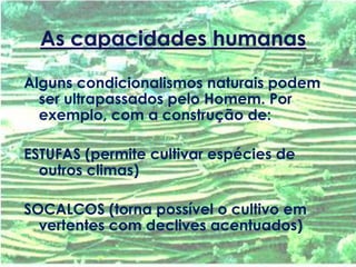 Alguns condicionalismos naturais podem
ser ultrapassados pelo Homem. Por
exemplo, com a construção de:
ESTUFAS (permite cultivar espécies de
outros climas)
SOCALCOS (torna possível o cultivo em
vertentes com declives acentuados)
 