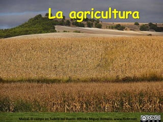 La agricultura
Maizal. El campo en Tudela del Duero. Alfredo Miguel Romero. www.flickr.com
 