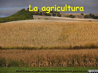 La agricultura
Maizal. El campo en Tudela del Duero. Alfredo Miguel Romero. www.flickr.com
 