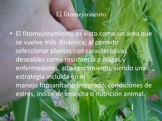 El fitomejoraiento
• El fitomejoramiento es visto como un área que
se vuelve más dinámica, al permitir
seleccionar plantas con características
deseables como resistencia a plagas y
enfermedades, alto rendimiento, siendo una
estrategia incluida en el
manejo fitosanitario integrado, condiciones de
estrés, índice de cosecha o nutrición animal.
 