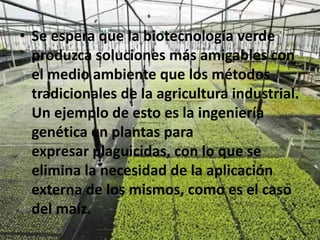 • Se espera que la biotecnología verde
produzca soluciones más amigables con
el medio ambiente que los métodos
tradicionales de la agricultura industrial.
Un ejemplo de esto es la ingeniería
genética en plantas para
expresar plaguicidas, con lo que se
elimina la necesidad de la aplicación
externa de los mismos, como es el caso
del maíz.
 
