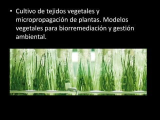 • Cultivo de tejidos vegetales y
micropropagación de plantas. Modelos
vegetales para biorremediación y gestión
ambiental.
 
