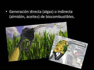 • Generación directa (algas) o indirecta
(almidón, aceites) de biocombustibles.
 