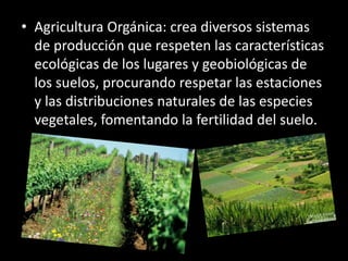 • Agricultura Orgánica: crea diversos sistemas
de producción que respeten las características
ecológicas de los lugares y geobiológicas de
los suelos, procurando respetar las estaciones
y las distribuciones naturales de las especies
vegetales, fomentando la fertilidad del suelo.
 