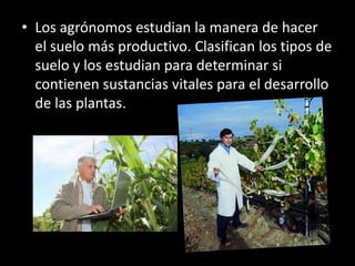 • Los agrónomos estudian la manera de hacer
el suelo más productivo. Clasifican los tipos de
suelo y los estudian para determinar si
contienen sustancias vitales para el desarrollo
de las plantas.
 