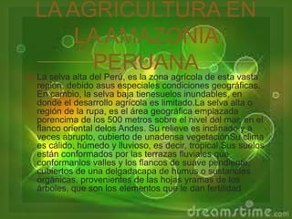 LA AGRICULTURA EN 
LA AMAZONIA 
PERUANA 
 
 La selva alta del Perú, es la zona agrícola de esta vasta 
región, debido asus especiales condiciones geográficas. 
En cambio, la selva baja tienesuelos inundables, en 
donde el desarrollo agrícola es limitado.La selva alta o 
región de la rupa, es el área geográfica emplazada 
porencima de los 500 metros sobre el nivel del mar, en el 
flanco oriental delos Andes. Su relieve es inclinado y a 
veces abrupto, cubierto de unadensa vegetaciónSu clima 
es cálido, húmedo y lluvioso, es decir, tropical.Sus suelos 
están conformados por las terrazas fluviales que 
conformanlos valles y los flancos de suave pendiente, 
cubiertos de una delgadacapa de humus o sustancias 
orgánicas, provenientes de las hojas yramas de los 
árboles, que son los elementos que le dan fertilidad 
 