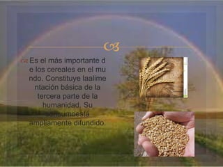  
 Es el más importante d 
e los cereales en el mu 
ndo. Constituye laalime 
ntación básica de la 
tercera parte de la 
humanidad. Su 
consumoestá 
ampliamente difundido. 
 