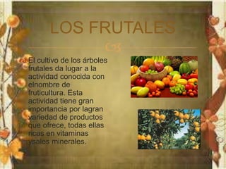 LOS FRUTALES 
 
 El cultivo de los árboles 
frutales da lugar a la 
actividad conocida con 
elnombre de 
fruticultura. Esta 
actividad tiene gran 
importancia por lagran 
variedad de productos 
que ofrece, todas ellas 
ricas en vitaminas 
ysales minerales. 
 