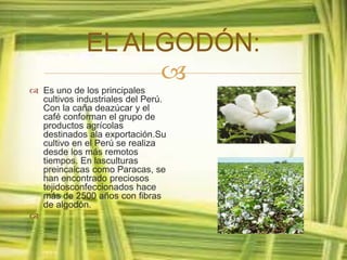 EL ALGODÓN: 
 
 Es uno de los principales 
cultivos industriales del Perú. 
Con la caña deazúcar y el 
café conforman el grupo de 
productos agrícolas 
destinados ala exportación.Su 
cultivo en el Perú se realiza 
desde los más remotos 
tiempos. En lasculturas 
preincaicas como Paracas, se 
han encontrado preciosos 
tejidosconfeccionados hace 
más de 2500 años con fibras 
de algodón. 
 
 