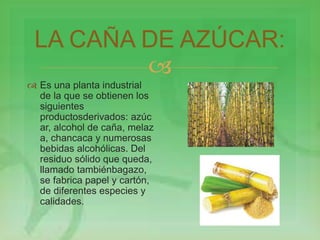 LA CAÑA DE AZÚCAR: 
 
 Es una planta industrial 
de la que se obtienen los 
siguientes 
productosderivados: azúc 
ar, alcohol de caña, melaz 
a, chancaca y numerosas 
bebidas alcohólicas. Del 
residuo sólido que queda, 
llamado tambiénbagazo, 
se fabrica papel y cartón, 
de diferentes especies y 
calidades. 
 