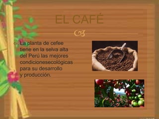 EL CAFÉ 
 
 La planta de cefee 
tiene en la selva alta 
del Perú las mejores 
condicionesecológicas 
para su desarrollo 
y producción. 
 