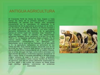 ANTIGUA AGRICULTURA 
El Creciente Fértil de Oeste de Asia, Egipto e India 
fueron los sitios de la primera siembra y cosecha 
planificada, de plantas que habían sido recogidas 
previamente en la naturaleza. El desarrollo y la 
independencia de la agricultura se produjo en el norte y 
sur de China, en el Sahel de África, en Nueva Guinea y 
en varias regiones de las Américas. Los ocho cultivos 
llamados fundadores del Neolítico de la agricultura, 
fueron en primer lugar los cereales: trigo "espelta", el 
trigo "mocho", luego la cebada; las leguminosas: 
guisantes, lentejas, yeros, garbanzo; y el lino. En el año 
7000 a. C., la naciente agricultura llegó a Egipto. Por lo 
menos desde 7000 a. C., como lo demuestran 
excavaciones arqueológicas en Mehrgarh en 
Baluchistán, en lo que hoy es Pakistán. En el año 6000 
a. C., la agricultura campesina se atrincheró en las 
orillas del Nilo. Esto debido al poco desarrollo aún de las 
técnicas de riego. Durante este tiempo, la agricultura se 
desarrolló de forma independiente en el Lejano Oriente, 
con el arroz, en lugar de trigo, como cultivo principal. Los 
agricultores de China e Indonesia lograron domesticar el 
taro o papa china (Colocasia esculenta) y el frijol mung 
(Vigna radiata), la soja y el azuki (Vigna angularis). 
Como complemento a estas nuevas fuentes de hidratos 
de carbono, una red de pesca altamente organizada en 
los ríos, lagos y las costas del océano en estas áreas 
trajo consigo grandes volúmenes de proteínas 
esenciales 
 