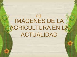  
IMÁGENES DE LA 
AGRICULTURA EN LA 
ACTUALIDAD 
 
