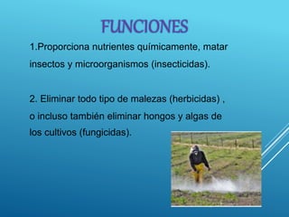 1.Proporciona nutrientes químicamente, matar
insectos y microorganismos (insecticidas).
2. Eliminar todo tipo de malezas (herbicidas) ,
o incluso también eliminar hongos y algas de
los cultivos (fungicidas).
FUNCIONES
 