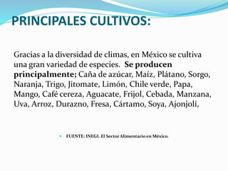 PRINCIPALES CULTIVOS:
Gracias a la diversidad de climas, en México se cultiva
una gran variedad de especies. Se producen
principalmente; Caña de azúcar, Maíz, Plátano, Sorgo,
Naranja, Trigo, Jitomate, Limón, Chile verde, Papa,
Mango, Café cereza, Aguacate, Frijol, Cebada, Manzana,
Uva, Arroz, Durazno, Fresa, Cártamo, Soya, Ajonjolí,
 FUENTE: INEGI. El Sector Alimentario en México.
 
