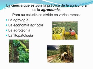 La ciencia que estudia la práctica de la agricultura
es la agronomía.
Para su estudio se divide en varias ramas:
 La agrología
 La economía agrícola
 La agrotecnia
 La fitopatología
 