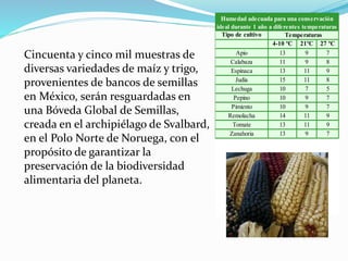 Tipo de cultivo
4-10 ºC 21ºC 27 ºC
Apio 13 9 7
Calabaza 11 9 8
Espinaca 13 11 9
Judía 15 11 8
Lechuga 10 7 5
Pepino 10 9 7
Pimiento 10 9 7
Remolacha 14 11 9
Tomate 13 11 9
Zanahoria 13 9 7
Temperaturas
Humedad adecuada para una conservación
ideal durante 1 año a diferentes temperaturas
Cincuenta y cinco mil muestras de
diversas variedades de maíz y trigo,
provenientes de bancos de semillas
en México, serán resguardadas en
una Bóveda Global de Semillas,
creada en el archipiélago de Svalbard,
en el Polo Norte de Noruega, con el
propósito de garantizar la
preservación de la biodiversidad
alimentaria del planeta.
 
