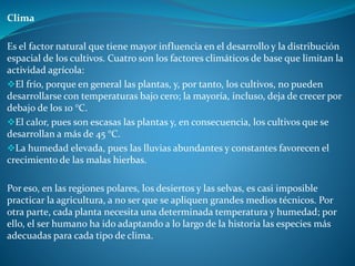 Clima
Es el factor natural que tiene mayor influencia en el desarrollo y la distribución
espacial de los cultivos. Cuatro son los factores climáticos de base que limitan la
actividad agrícola:
El frío, porque en general las plantas, y, por tanto, los cultivos, no pueden
desarrollarse con temperaturas bajo cero; la mayoría, incluso, deja de crecer por
debajo de los 10 °C.
El calor, pues son escasas las plantas y, en consecuencia, los cultivos que se
desarrollan a más de 45 °C.
La humedad elevada, pues las lluvias abundantes y constantes favorecen el
crecimiento de las malas hierbas.
Por eso, en las regiones polares, los desiertos y las selvas, es casi imposible
practicar la agricultura, a no ser que se apliquen grandes medios técnicos. Por
otra parte, cada planta necesita una determinada temperatura y humedad; por
ello, el ser humano ha ido adaptando a lo largo de la historia las especies más
adecuadas para cada tipo de clima.
 