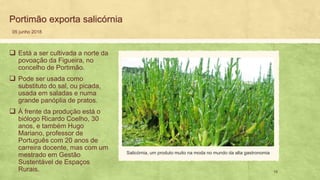 Portimão exporta salicórnia
05 junho 2018
Está a ser cultivada a norte da❑
povoação da Figueira, no
concelho de Portimão.
Pode ser usada como❑
substituto do sal, ou picada,
usada em saladas e numa
grande panóplia de pratos.
À frente da produção está o❑
biólogo Ricardo Coelho, 30
anos, e também Hugo
Mariano, professor de
Português com 20 anos de
carreira docente, mas com um
mestrado em Gestão
Sustentável de Espaços
Rurais. 19
Salicórnia, um produto muito na moda no mundo da alta gastronomia
 