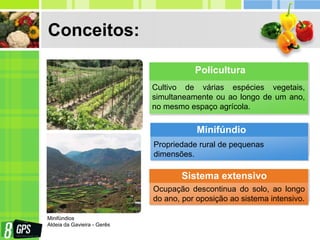 Conceitos:
Cultivo de várias espécies vegetais,
simultaneamente ou ao longo de um ano,
no mesmo espaço agrícola.
Policultura
Propriedade rural de pequenas
dimensões.
Minifúndio
Ocupação descontinua do solo, ao longo
do ano, por oposição ao sistema intensivo.
Sistema extensivo
Minifúndios
Aldeia da Gavieira - Gerês
 