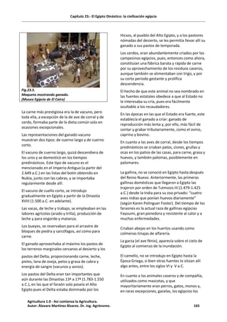 Capítulo 23.- El Egipto Dinástico: la civilización egipcia
Fig.23.5.
Maqueta mostrando ganado.
(Museo Egipcio de El Cairo)
La carne más prestigiosa era la de vacuno, pero
toda ella, a excepción de la de ave de corral y de
cerdo, formaba parte de la dieta común solo en
ocasiones excepcionales.
Las representaciones del ganado vacuno
muestran dos tipos: de cuerno largo y de cuerno
corto.
El vacuno de cuerno largo, quizá descendiera de
los uros y se domesticó en los tiempos
predinásticos. Este tipo de vacuno es el
mencionado en el Imperio Antiguo (a partir del
2.649 a.C.) en las listas del botín obtenido en
Nubia, junto con las cabras, y se importaba
regularmente desde allí.
El vacuno de cuello corto, se introdujo
gradualmente en Egipto a partir de la Dinastía
XVIII (1.500 a.C. en adelante).
Las vacas, de leche y trabajo, se empleaban en las
labores agrícolas (arado y trilla), producción de
leche y para engorde y matanza.
Los bueyes, se reservaban para el arrastre de
bloques de piedra y sarcófagos, así como para
carne.
El ganado aprovechaba al máximo los pastos de
los terrenos marginales cercanos al desierto y los
pastos del Delta, proporcionando carne, leche,
pieles, lana de oveja, pelos y grasa de cabra y
energía de sangre (vacunos y asnos).
Los pastos del Delta eran tan importantes que
aún durante las Dinastías 13ª a 17ª (1.783-1.550
a.C.), en las que el faraón solo poseía el Alto
Egipto pues el Delta estaba dominado por los
Hicsos, al pueblo del Alto Egipto, y a los pastores
nómadas del desierto, se les permitía llevar allí su
ganado a sus pastos de temporada.
Los cerdos, eran abundantemente criados por los
campesinos egipcios, pues, entonces como ahora,
constituían una fábrica barata y rápida de carne
por su aprovechamiento de los residuos caseros,
aunque también se alimentaban con trigo, y por
su corto periodo gestante y prolífica
descendencia.
El hecho de que este animal no sea nombrado en
las fuentes estatales obedece a que al Estado no
le interesaba su cría, pues era fácilmente
ocultable a los recaudadores.
En las épocas en las que el Estado era fuerte, este
establecía el ganado a criar: ganado de
reproducción más lenta y, por ello, más fácil de
contar y grabar tributariamente, como el ovino,
caprino y bovino.
En cuanto a las aves de corral, desde los tiempos
predinásticos se criaban patos, cisnes, grullas y
ocas en los patios de las casas, para carne, grasa y
huevos, y también palomas, posiblemente en
palomares.
La gallina, no se conoció en Egipto hasta después
del Reino Nuevo. Anteriormente, las primeras
gallinas domésticas que llegaron a Egipto las
trajeron por orden de Tutmosis III (1.479-1.425
a.C.) desde la India para su zoo privado: “cuatro
aves indias que ponían huevos diariamente”
(según Karen Polinguer Foster). Del tiempo de los
faraones es la actual raza de gallinas egipcias
Fayoumi, gran ponedora y resistente al calor y a
muchas enfermedades.
Criaban abejas en los huertos usando como
colmenas tinajas de alfarería.
La garza (el ave fénix), aparecía sobre el cielo de
Egipto al comienzo de la inundación.
El camello, no se introdujo en Egipto hasta la
Época Griega, si bien otras fuentes lo sitúan allí
algo antes, entre los siglos VI y V a.C.
En cuanto a los animales caseros y de compañía,
utilizados como mascotas, y que
mayoritariamente eran perros, gatos, monos y,
en raras excepciones, gacelas, los egipcios los
Agricultura 1.0 - Así comienza la Agricultura.
Autor: Álavaro Martínez Álvarez. Dr. ing. Agrónomo. 165
 