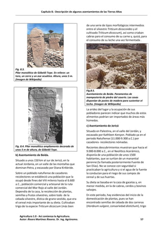 Capítulo 8.- Descripción de algunos asentamientos de las Tierras Altas
Fig. 8.3.
Pilar monolítico de Göbekli Tepe. En relieve: un
toro, un zorro y un ave acuática. Altura, unos 5 m.
(Imagen de Wikipedia)
Fig. 8.4. Pilar monolítico ampliamente decorado de
unos 5 m de altura, de Göbekli Tepe.
b) Asentamiento de Beida.
Situado a unos 150 km al sur de Jericó, en la
actual Jordania, en un valle de las montañas que
dominan Petra, y excavado por Diana Kirkbride.
Sobre un poblado natufiense de cazadores
recolectores se estableció una población que la
ocupó desde fines del VIII milenio hasta el 6.600
a.C., población comercial y artesanal de la ruta
comercial del Mar Rojo al valle del Jordán.
Dependía de la caza, la recolección de plantas,
semillas y frutos silvestres, sobre todo de la
cebada silvestre, dística de grano vestido, que era
el cereal más importante de su dieta. Cultivaban
trigo de la especie Triticum dicoccum (más bien
de una serie de tipos morfológicos intermedios
entre el silvestre Triticum dicoccoides y el
cultivado Triticum dicoccum), así como criaban
cabras para el consumo de su carne y, quizá, para
el consumo de su leche una vez fermentada .
Fig.8.5.
Asentamiento de Beida. Paramentos de
mampostería de piedra del caserío. Las casas
disponían de postes de madera para sustentar el
techo. (Imagen de Wilkipedia)
La aridez del lugar y la ocupación de sus
pobladores parecen indicar que muchos de estos
alimentos podrían ser importados de áreas más
húmedas.
c) Asentamiento de Jericó
Situado en Palestina, en el valle del Jordán, y
excavado por Kathleen Kenyon. Poblado ya en el
periodo Natufiense (11.000-9.300 a.C.) por
cazadores- recolectores nómadas.
Recientes descubrimientos muestran que hacia el
9.000-8.000 a.C., en el Neolítico Acerámico,
disponía de una población de unos 1500
habitantes, que se surtían de un manantial
perenne (la llamada posteriormente Fuente de
San Elías). No se conoce con seguridad si
practicaban la agricultura y si el agua de la fuente
la conducían para el riego de sus campos de
cereal y de sus huertas.
Su dieta se basaba en la caza de gacelas y, en
menor medida, en la de cabras, cerdos y bovinos
salvajes.
En este periodo, hay evidencias del inicio de la
domesticación de plantas, pues se han
encontrado semillas de cebada de dos carreras
(Hordeum vulgare, convariedad distichum), trigo
Agricultura 1.0 - Así comienza la Agricultura.
Autor: Álvaro Martínez Álvarez. Dr. Ing. Agrónomo. 57
 