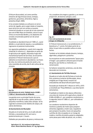 Capítulo 8.- Descripción de algunos asentamientos de las Tierras Altas
(Triticum dicoccoides), así como semillas
silvestres de leguminosas (vezas, lentejas,
garbanzos, guisantes), almendras, higos y
pistachos (Hopf, 1969).
Si los cereales hallados se cultivaron en Jericó
serían de regadío, pero surgen dudas al respecto,
pues Jericó era casi con certeza un puesto
comercial situado en un oasis de la ruta comercial
que une el Mar Rojo con Anatolia, ruta en la que
vimos se encontraba Beidha, y los depósitos de
cereales encontrados podrían ser de cereal
importado.
El poblado se abandonó hacia el 7.000 a.C., quizá
debido a un periodo de sequías, y sus pobladores
regresaron al pastoreo trashumante.
Los siguientes pobladores, a partir de la segunda
mitad del VI milenio a.C., dependían en parte de
la agricultura de regadío, elevando el agua del
manantial (la fuente de San Elias). Se encuentra
presente el Triticum monococcum, que en
adelante se encontrará en abundancia. Las hoces
de silex, los molinos de piedra de vaivén y los
silos revestidos de arcilla, dan fe del cultivo de los
cereales.
Fig. 8.6.
Asentamiento de Jericó. Poblado hacia el 8.000 –
7.500 a.C. Reconstrucción de Wilipedia.
Las gacelas eran su principal fuente de carne,
seguida de la caza de cerdos, cabras, bovinos y
pequeños mamíferos, todos ellos salvajes. Se ha
sugerido la existencia de rebaños de ovejas y de
cabras domésticas.
d) Asentamiento de Mureybet
Situado en el norte de Siria, en el valle alto del
Eufrates, y excavado por M. van Loon y
posteriormente por J. Cauvin.
Poblados por pescadores de peces y moluscos de
río y cazadores de onagros y gacelas y, en menor
proporción, de bovinos salvajes y aves.
Fig. 8.7.
Torre del asentamiento de Jericó.
(imagen de Wikipedia)
El Triticum monococcum, o sus predecesores, T.
boeoticum y T. urartu, formaban parte de su
dieta, lo que indica su posible cultivo en estas
fechas.
También se ha hallado cebada silvestre, lentejas,
algarrobas, polygonum y pistachos.
Se encuentran en este asentamiento “pozos para
el fuego”, que pudieron utilizarse para el tueste
del grano, que facilita su molienda y su
conservación.
Se hallaron recipientes cerámicos, uno de ellos
decorado con incisiones.
e) Asentamiento de Tell Abu Hureyra
Situado en el valle alto del Éufrates al norte de
Siria, próximo al anterior de Mureybet, ahora
anegado por el lago Assad, muestra los
antecedentes del desarrollo de Çatal Huyuk.
Excavado por Andrew M.T. Moore en 1972 y 1973
y estudiado por Theya Molleson, cuya descripción
extractamos.
El poblado se habitó en dos épocas diferentes:
una antes de iniciarse allí la agricultura, desde el
9.500 al 8.000 a.C., por cazadores-recolectores y,
la segunda, hacia el 7.800 a.C., por cultivadores-
ganaderos.
Los cazadores-recolectores disponían de
morteros y piedras de moler (para preparar
alimentos vegetales y moler oce), raspadores
para preparar las pieles, hoces con pequeñas
cuchillas de sílex encajadas en un mango de
madera, martillos de piedra, guijarros adaptados
como pesas para redes de pescar, etc, es decir,
Agricultura 1.0 - Así comienza la Agricultura.
Autor: Álvaro Martínez Álvarez. Dr. Ing. Agrónomo. 58
 
