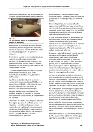 Capítulo 8.- Descripción de algunos asentamientos de las Tierras Altas
los útiles de piedra tallada que se encuentran en
cualquier poblado de esta fase previa al Neolítico.
Fig. 8.8.
Tell Abu Hureyra. Molino de piedra de vaivén.
(Imagen de Wikipedia).
Recolectaban las drupas del terebinto (Pistacia
terebinthus), especie muy próxima al pistacho,
además de alcaparras, almezas (frutos del almez)
y semillas de polygonum y de gramíneas
silvestres.
Recolectaban o, quizá, ya comenzaban a cultivar,
mediante una labranza simple con palo
plantador, varias leguminosas, incluido un tipo
silvestre de lenteja, un trigo silvestre (Triticum
boeoticum ó T. urartu) y las formas silvestres del
centeno y de la cebada.
La existencia de estos cereales implica un clima
más húmedo que el actual, pues la otra
posibilidad, su cultivo bajo riego, parece más
problemática.
El poblado se abandonó durante un milenio y
cuando volvió a ocuparse, hacia el 7.800 a.C., la
aldea tenía entre 2.000 y 3.000 habitantes, su
actividad era comercial y artesanal y la
agricultura era ampliamente practicada.
Siendo el poblado central de una serie de
poblados próximos, su comercio se extendía
hacia los montes Zagros, el Sinaí, el Mediterráneo
y el Mar Rojo.
Este cambio de vida fue inducido por el del clima
de la región, que pasó de ser fresco y seco a ser
más cálido y húmedo, con lo que el bosque
mediterráneo avanzó hacia la estepa situada al
este y al sur, dejando Abu Hureyra en una zona
intermedia de arbolado abierto, más abundante
en flora y fauna y, por tanto, con más
posibilidades para la agricultura.
Cultivaban trigo (Triticum monococcum y T.
dicoccum), cebada, centeno, garbanzos, lentejas y
guisantes y un nuevo trigo, la espelta (Triticum
spelta).
En un valle próximo, hoy seco salvo fuertes
aguaceros, el Uadi Hibna, pero que en esa época
más húmeda llevaría una corriente permanente
que podía ser derivada para el riego con facilidad,
practicarían una agricultura de regadío. En este
valle, existían viñas silvestres.
A los granos de los cereales se les despojaba del
cascabillo todos los días, machacándolos en un
almirez o mortero de mano, pues no se
conservaban una vez desprovistos de él. Después
se molían en molinos de mano y la harina se
vaciaba en una escudilla. Más tarde usaron el
cedazo para tamizar la harina.
En cuanto a la ganadería, desde el comienzo del
asentamiento la caza de gacelas (Gazella
subgutturosa) era la fuente principal de
subsistencia de la comunidad; en el periodo
8.500-6.000 a.C., las ovejas y cabras, y quizá las
gacelas, eran ya probablemente criadas en
rebaños en lugar de cazadas. A principios del
sexto milenio habían desaparecido las gacelas y
existían, además de rebaños de ovejas y cabras,
hatos de vacuno y piaras de cerdos.
Así pues, la agricultura tuvo allí un nacimiento
más temprano que la ganadería y esta no surgió
hasta un milenio después, cuando los rebaños de
gacelas salvajes empezaron a escasear, debido a
su caza excesiva, y hubo que sustituir los recursos
aportados por ellas por la cría de ovejas y cabras.
No obstante este desarrollo agrícola y ganadero,
la caza, la recolección de frutos silvestres y la
pesca, formaban parte de la dieta de la población,
parte que fue descendiendo en importancia para,
a comienzos del sexto milenio, depender
básicamente de sus cultivos y de sus rebaños.
Almacenaban los alimentos en grandes vasijas
rectangulares de grueso yeso blanco (carecían de
cerámica) y en cestas. Tejían esteras, cedazos y
cestas, masticando tallos vegetales para producir
fibras.
En la última época de su poblamiento, hacia el
5.300 a.C., se inició la fabricación alfarera, que
aportó grandes cambios en la comunidad, al
Agricultura 1.0 - Así comienza la Agricultura.
Autor: Álvaro Martínez Álvarez. Dr. Ing. Agrónomo. 59
 