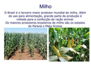 Milho O Brasil é o terceiro maior produtor mundial de milho. Além do uso para alimentação, grande parte da produção é voltada para a confecção de ração animal. Os maiores produtores brasileiros de milho são os estados do Paraná e Mato Grosso 