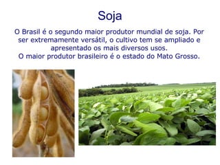 Soja O Brasil é o segundo maior produtor mundial de soja. Por ser extremamente versátil, o cultivo tem se ampliado e apresentado os mais diversos usos. O maior produtor brasileiro é o estado do Mato Grosso. 