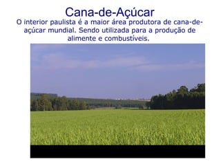 Cana-de-Açúcar O interior paulista é a maior área produtora de cana-de-açúcar mundial. Sendo utilizada para a produção de alimente e combustíveis.  