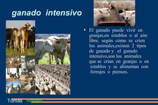 ganado  intensivo El  ganado  puede  vivir  en  granjas,en  establos  o  al  aire  libre.  según  cómo  se  críen  los  animales,existen  2  tipos  de  ganado y  el  ganado  intensivo,son los  animales que se  crían  en  granjas  o  en  establos  y  se  alimentan  con  forrajes  o  piensos. Tomás   y  Antonio 