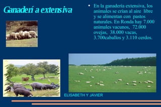 Ganadería extensiva En la ganadería extensiva, los animales se crían al aire  libre y se alimentan con  pastos  naturales. En Ronda hay 7.000 animales vacunos,  72.000  ovejas,  38.000 vacas,  3.700caballos y 3.110 cerdos. ELISABETH Y JAVIER 