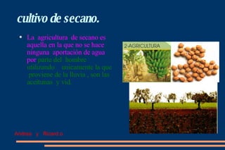 cultivo de secano. La  agricultura  de secano es aquella en la que no se hace ninguna  aportación de agua  por   parte del  hombre  utilizando  unicamente la que  proviene de la lluvia , son las aceitunas  y vid. Andrea  y  Ricard.o 