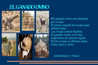. El ganado ovino esta formado  por ovejas.  El pastor esquila las ovejas para  obtener lana.  Las ovejas comen hierbas.  El ganado ovino es el mas  importante de nuestra región.  De las ovejas se obtiene carne,  leche, lana y cuero.  EL   GANADO   OVINO JOSÉ   MIGUEL Y PAQUI. 